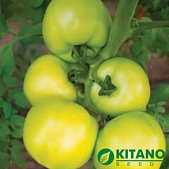 АСАНО (КС 38) F1 / ASANO (KS 38) F1 - семена томата (помидора), Kitano Seeds
