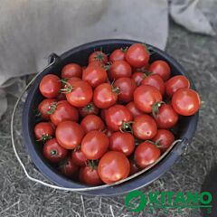 АСВОН F1 / ASVON F1 - насіння томата (помідора), Kitano Seeds