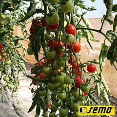 БЕЙБИНО F1 / BEIBINO F1 - семена томата (помидора), Semo