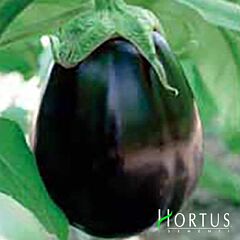 БЕЛЛЕСА НЕРА / BELLESA NERA - насіння баклажана, Hortus