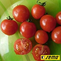 БИБИ F1 / BIBI F1 - семена томата (помидора), Semo