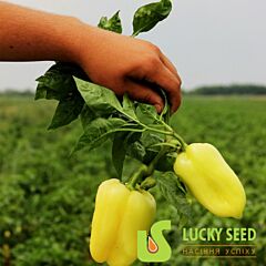 БИЛА ЗИРКА / BILA ZIRKA - семена перца, Lucky Seed