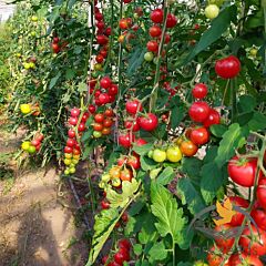 БЛЕЙЗ F1 (1617 F1) / BLEIZ F1 F1 - насіння томата (помідора), Lark Seeds