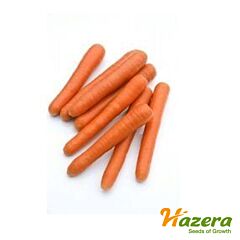 БОЛЕРО F1 / BOLERO F1 - насіння моркви, Hazera