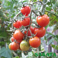 ЧЕРРІ БЛОССОМ F1 / CHERRI BLOSSOM F1 - насіння томата (помідор), Sakata
