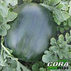 ЦРХ 10041 F1 / CRX 10041 F1 - насіння кавуна, Cora Seeds