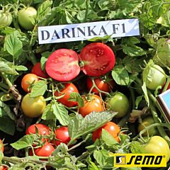 ДАРИНКА F1 / DARINKA F1 - семена томата (помидора), Semo