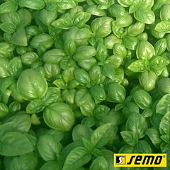 ДАРК ГРИН / DARK GREEN - семена базилика, Semo