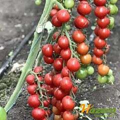 ДЕЛИЧЧИО F1 / DELICHCHIO F1 - семена томата (помидора), Hazera
