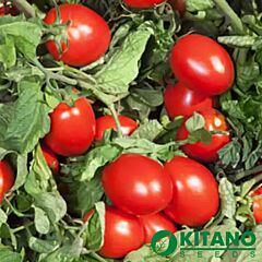 ДЕРИКА (КС 720) F1 / DERIKA (KS 720) F1 - семена томата (помидора), Kitano Seeds