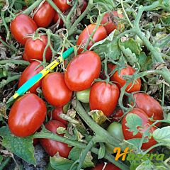 ДИАДЕМА F1 / DIADEMA F1 - семена томата (помидора), Hazera