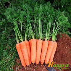 ДІАМЕНТО F1 (VAC-75) / DIAMENTO F1 (VAK-75) - насіння моркви, Hazera