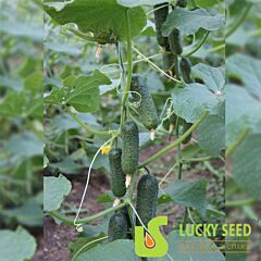 ДЖОККЕР F1 / DJOKKER F1 - насіння огірка, Lucky Seed