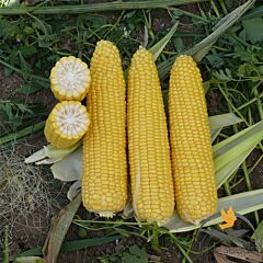 ДОБРЫНЯ F1 / DOBRYNJA F1 - семена сахарной кукурузы, Lark Seeds