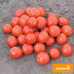ДОНАЛЬД F1 / DONALD F1 - семена томата (помидора), Nunhems