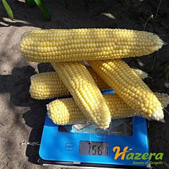 ДЖИА F1 (SH2) / DZHIA F1 (SH2) - насіння цукрової кукурудзи, Hazera