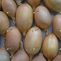 ЕЛІСТА / ELISTA - насіння цибулі, Semo