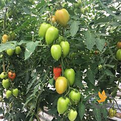 ЭЛЬЗА F1 / ELZA F1 - семена томата (помидора), Lark Seeds