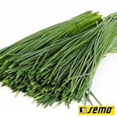 ЕРЕКТА / EREKTA - насіння цибулі, Semo