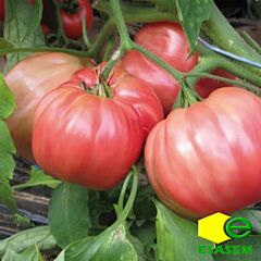 ОКСІХАРТ БЕЛЬМОНТЕ / OXHEART BELMONTE - насіння томата (помідора), Esasem