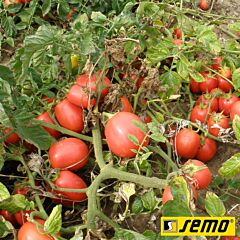 ЭСКОРТ / ESKORT - семена томата (помидора), Semo