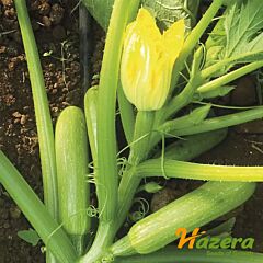 ЕЗРА F1 / EZRA F1 - семена кабачка, Hazera