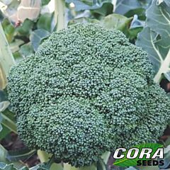 МАОРИ F1 / MAORI F1 - семена капусты броколли, Cora Seeds