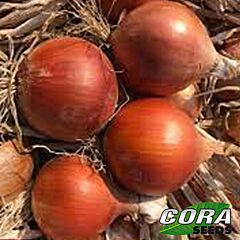 САНДРА F1 / SANDRA F1 (AMBRADOR) - семена лука, Cora Seeds