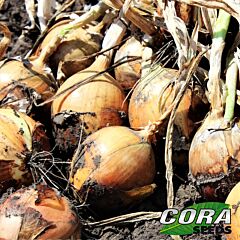 РАНКО F1 / RANKO F1 - семена лука, Cora Seeds