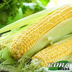 МИРУС F1 / MIRUS F1 - семена сахарной кукурузы, Cora Seeds