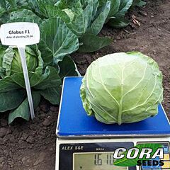 ГЛОБУС F1 / GLOBUS F1 - семена белокачанной капусты, Cora Seeds