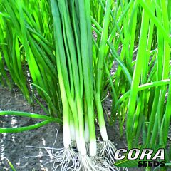 КІМІ F1 / KIMI F1 - насіння цибулі, Cora Seeds