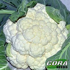 ФІЄРО F1 / FIERO F1 - насіння цвітної капусти, Cora Seeds