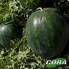 БОМБЕР F1 / BOMBER F1 - семена арбуза, Cora Seeds
