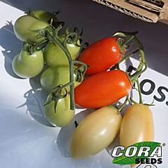 КАВАЛІНО РОССО F1 / CAVALINO ROSSO F1 - насіння томата (помідора), Cora Seeds