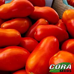 РОЧЧА F1 / ROCCIA F1 - семена томата (помидора), Cora Seeds