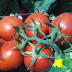 ИНКРИЗ F1 / INKRIZ F1 - семена томата (помидора), Esasem