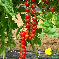 ПРЕЦІОЗО F1 / PRETCIOZO F1 - насіння томата (помідора), Esasem