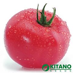 КАСАМОРИ F1 / KASAMORI F1 - семена томата (помидора), Kitano Seeds