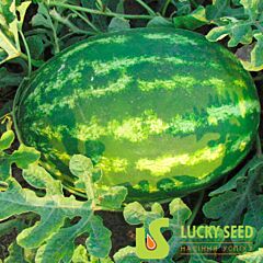 ХАНТЕР (ЛС 1813) F1 / HANTER (LS 1813) F1 - насіння кавуна, Lucky Seed