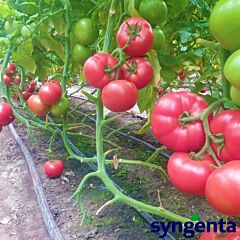 МАЛДУО F1 / MALDUO F1 - насіння томатів (помідорів), Syngenta