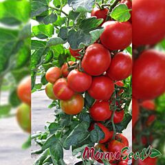 ПЕДРО F1 / PEDRO F1 - семена томата (помидора), Moravoseed