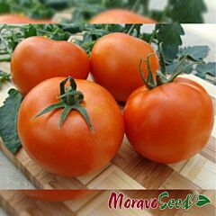 ПАЛАВА F1 / PALAVA F1 - насіння томата (помідора), Moravoseed