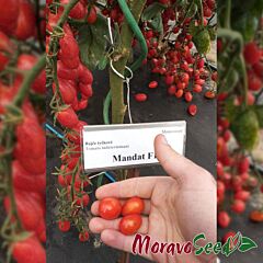 МАНДАТ F1 / MANDAT F1 - насіння томата (помідора), Moravoseed
