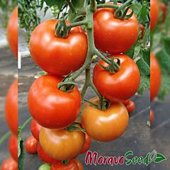 ДАФНЕ F1 / DAFNE F1 - насіння томата (помідора), Moravoseed