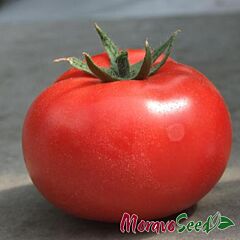 ГАРДІ F1 / GARDI F1 - насіння томата (помідора), Moravoseed