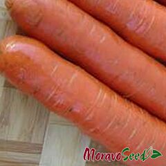 КОРІНА F1 / KORINA F1 - насіння моркви, Moravoseed