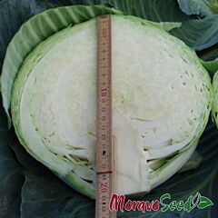 ТАРГЕТ F1 / TARGET F1 - насіння білоголової капусти, Moravoseed