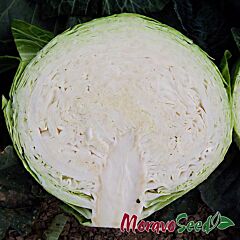 МАДІСОН F1 / MADISON F1 - насіння білоголової капусти, Moravoseed