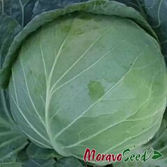 АЛЬБАТРОС (МЕРІДОР) F1 / ALBATROS (MERIDOR) F1 - насіння білоголової капусти, Moravoseed